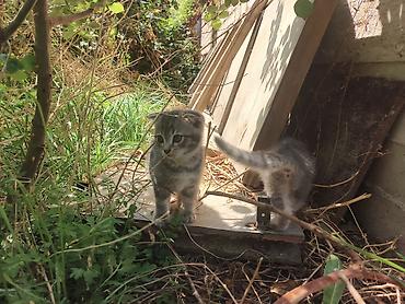 Продажа кошек: 🐾 Пушистое счастье ищет дом! 🏡 потрясающая девочка ушки стоячие — 11