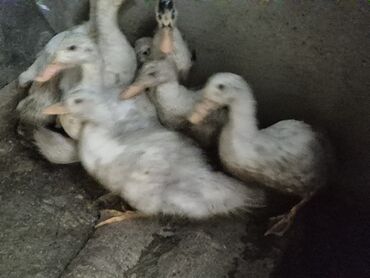 lal ordek satisi: Salam pekin ördek balalari satilir 9 ededir aralarinda ruan ve kuban