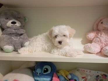 Dayələr: Maltipoo balaları - Cins: Maltipoo (Maltese x Poodle) - Rəng: Qar ağ -da lalafo.az — 5 Dayələr: Maltipoo balaları - Cins: Maltipoo (Maltese x Poodle) - Rəng: Qar ağ — 5