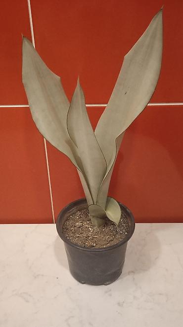 Otaq bitkiləri: Sansevieria "moon light" (Sansevieria masoniana) – dekorativ otaq — 1