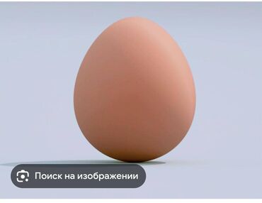 бооз байтал: Адилердин жумурткасы, домашнее
