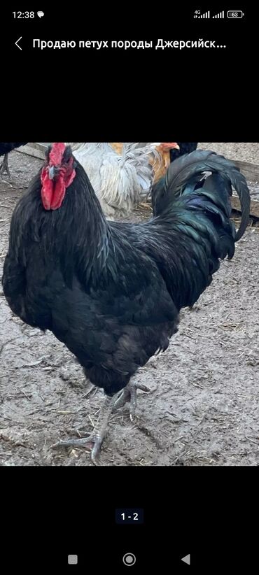 Куры, петухи: Продается суточные цыплята породы Джерсийский Гигант, Амераукана