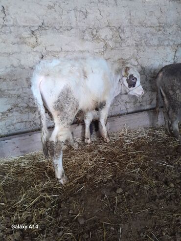 Коровы, быки: Продаю | Музоо, торпок | На откорм — 4