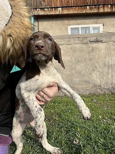 Продажа собак: Продаются щенки курцхаара. Дата рождения: 12 января 2026 г. Порода — 16