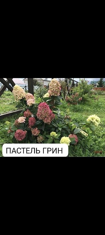регулятор: Саженцы — 2