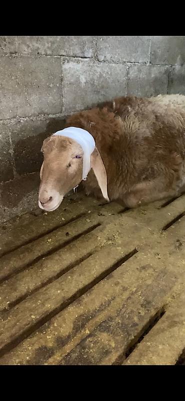кой кана: 🐄🐑 Ветеринардык кызматтар 🐎🐐 ✔️ Кой, уй, жылкы, эчкилерди кароо жана — 3