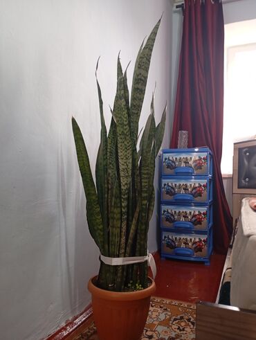 сено коса: Сансевиерия (Щучий хвост, Тёщин язык) в напольном горшке - Крупное