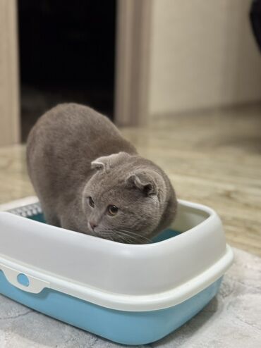 İtlər: Məhsul: Qapalı tipli pişik tualeti (kum qabı) Xüsusiyyətlər: - İkiqat