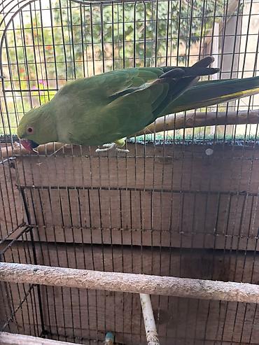 Tutuquşları: Watsappp elaqeNövlü tutuquşu – ağ-sarı rəngli cockatiel (nimfa) — 3