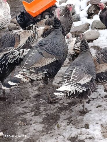 Индюки: Продаю | Индюк (самец) | Полукровка | На забой | Племенные — 9