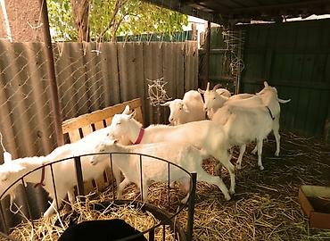 Козы, козлы: Продаю | Коза (самка), Козёл (самец), Козлёнок | Зааненская, Битал | Для разведения, Для молока | Племенные, Котные, Осеменитель — 2