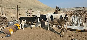 Inəklər, öküzlər: Satılır: inək və buzovlar salam hər vaxtı xeyir olsun bu şəkildə — 5