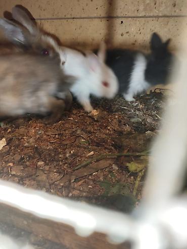 Dovşanlar: Karlik bala dovşanlar bala dovşanlar satılır dovşanlar dovşan — 9