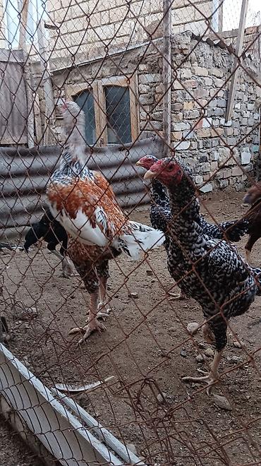 heyvan alqi satqisi: 1 Xoruz 🐓 4 toyuq pileymutdular irak sortudur qiymet hamsına ayidir — 6