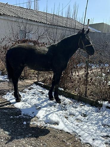 Лошади, кони: Продаю | Конь (самец) | Английская | Конный спорт — 2