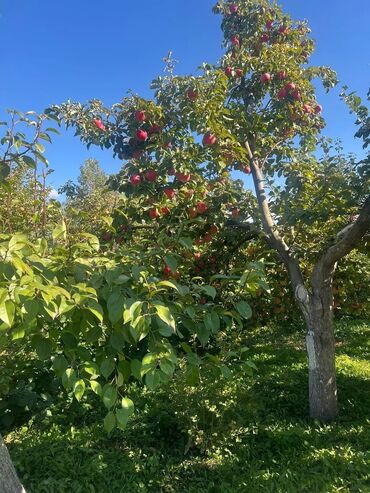 Продажа домов: Дом, 100 м², 4 комнаты, Собственник, Старый ремонт — 12