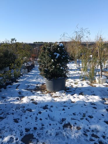 Torf: Aqaclarin satsi torf gubresde satışda var Baqlarin salınması -da lalafo.az — 14 Torf: Aqaclarin satsi torf gubresde satışda var Baqlarin salınması — 14