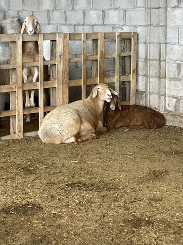 Бараны, овцы: Продаю | Овца (самка) | Арашан | Для разведения | Матка — 10