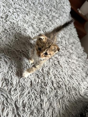 котята токмак: Беспородная, 1 месяц, Мальчик, Приучена к лотку — 9