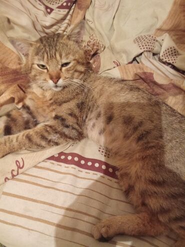 Отдам даром кошку: Кошка даром: Беспородная, 5 лет, Мальчик