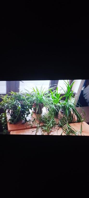 bitki guli: Otaq bitkiləri kolleksiyası - Xlorofitum (spider plant) – asan — 1