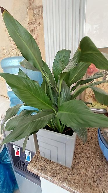 ветродуй для листьев: 🌿 КОМНАТНЫЕ РАСТЕНИЯ, КОТОРЫЕ ПРЕОБРАЗЯТ ВАШ ДОМ! 🌿 Хотите добавить в — 4