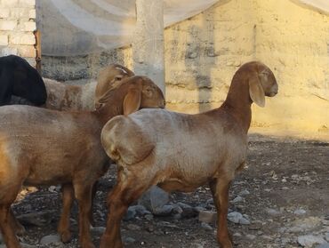 Бараны, овцы: Продаю | Овца (самка) | Арашан | Для разведения | Племенные — 3