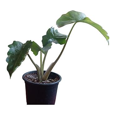 patuljasta banana: Alokazija (Alocasia) u saksiji – dekorativna tropska sobna biljka — 2