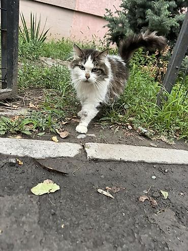 Находка и пропажа кошек: Кошка даром: Беспородная, 2 года, Девочка, Кастрирована, Метис, Приучена к лотку — 4