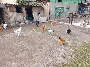 кости куриные: Продаю | Куры | Брама | Для разведения — 5