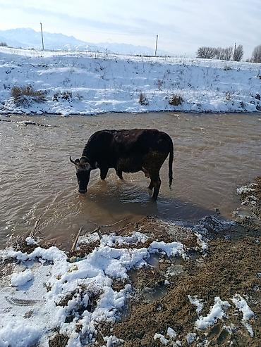 Коровы, быки: Продаю | Корова (самка) | Для молока — 9