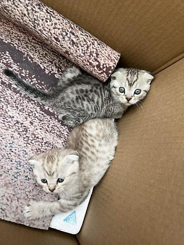 Продажа кошек: Шотландский вислоухий котёнок (Scottish Fold) - Окрас: серебристый — 6