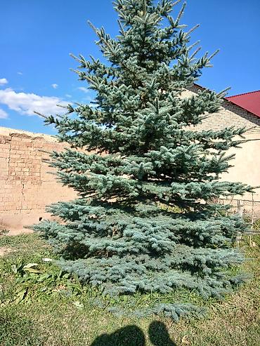 ковры бишкек цена: Голубой ель (picea pungens) — 2