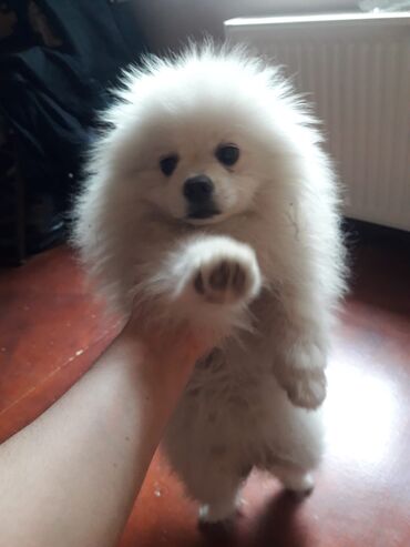 akita it: Шпиц, 5 месяцев, Самка, С прививками, Самовывоз at lalafo.az akita it: Шпиц, 5 месяцев, Самка, С прививками, Самовывоз