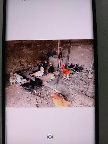 Toyuq, Yumurtalıq