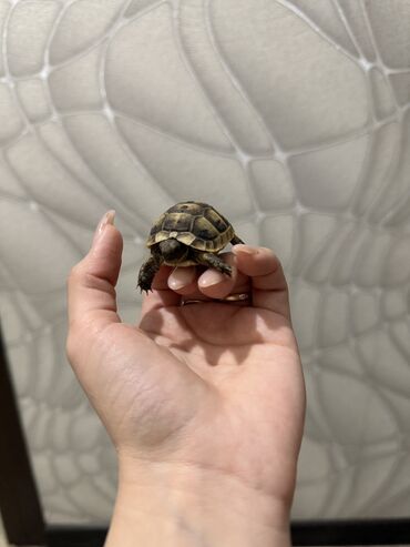 Digər heyvanlar: 🐢 Quru tısbağalar – səssiz, amma sirli dostlar! Min illərdir yaşayan -da lalafo.az — 2 Digər heyvanlar: 🐢 Quru tısbağalar – səssiz, amma sirli dostlar! Min illərdir yaşayan — 2