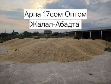 продаю овец: Арпа сатылат оптом Жалал-Абадта таза даны толло, жаны орулду