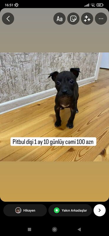 it pitbull: Pitbul, 11 ay, Dişi, Peyvəndli, Ünvandan götürmə