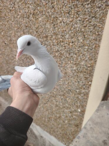 Göyərçinlər: Heyvanlarn hamsi tam saglamdi cut cutde satilir komda tek tekde — 13