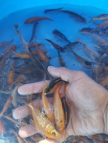 Рыбы: Коя, малёк карпа Кои — 2