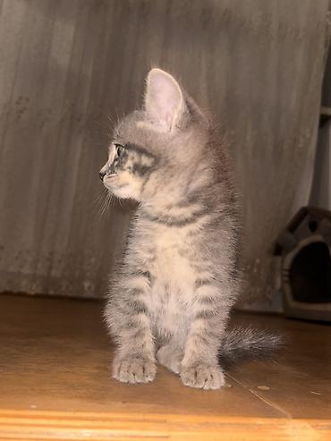 heyvanların sexsi: Tabbi, Dişi — 1