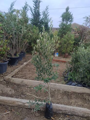Ağaclar: Məhsul: Zeytun ağacları (meyvəli) Təsvir: - Şəkillərdə göstərilən -da lalafo.az — 11 Ağaclar: Məhsul: Zeytun ağacları (meyvəli) Təsvir: - Şəkillərdə göstərilən — 11