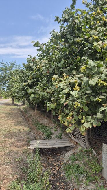 Ağaclar: Xaçmaz rayonu, Qaracəlli kəndində möhtəşəm bağ sahəsi satılır! — 3