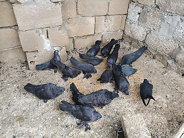 ereb ati satilir: Qaralar satılıq hoptum 100manat 14denedi 1nesildi — 1