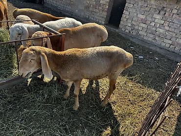 Продам с/х животных: Продаю | Овца (самка) | Для разведения | Матка — 3