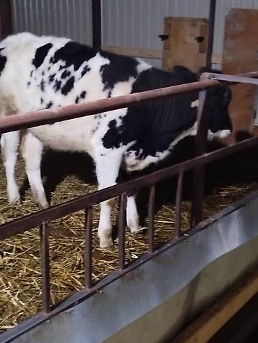 Коровы, быки: Продаю | Музоо, торпок | На откорм — 9