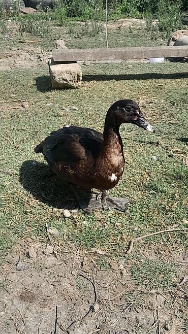 Kənd təsərrüfatı quşları: Salam, her vaxtiniz xeyir, Allah her kesin malina bereket versin,10 — 4