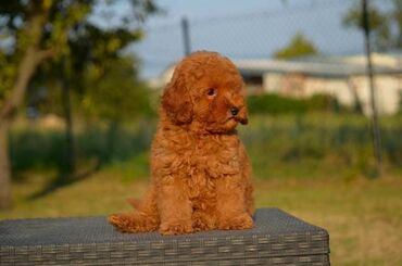 Psi: Toy pudle Odgajivacnica "Team AS Trajkovic" u ponudi ima prelepe toy — 7