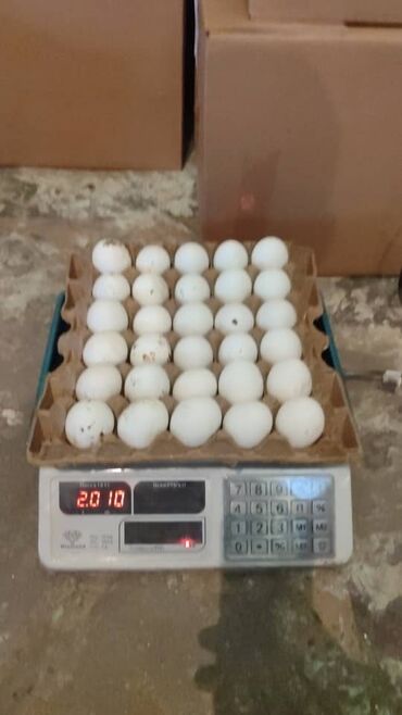 инкубационные яйца бройлера: Продаю Яйцо Оптом