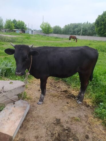 Коровы, быки: Продаю | Тёлка | Полукровка, Голштин | Для разведения, Для молока